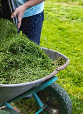 Freshly,Cut,Grass,In,A,Lawn,Mower,Container,On,A