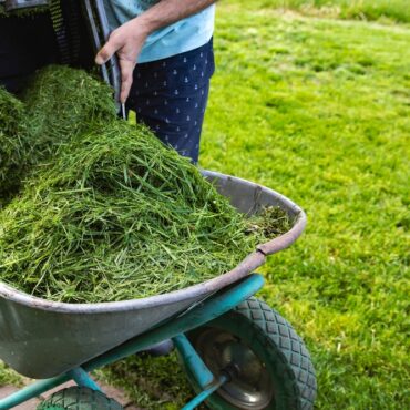 Freshly,Cut,Grass,In,A,Lawn,Mower,Container,On,A