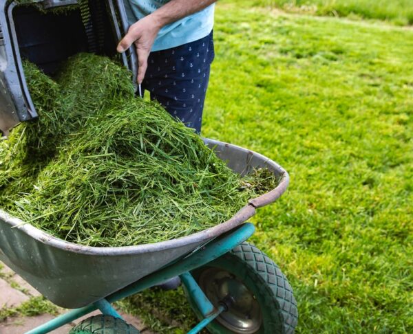 Freshly,Cut,Grass,In,A,Lawn,Mower,Container,On,A