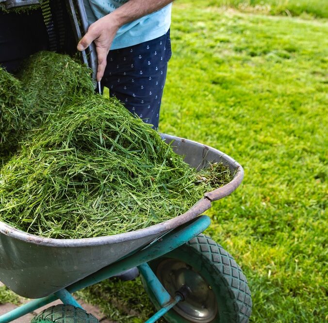 Freshly,Cut,Grass,In,A,Lawn,Mower,Container,On,A