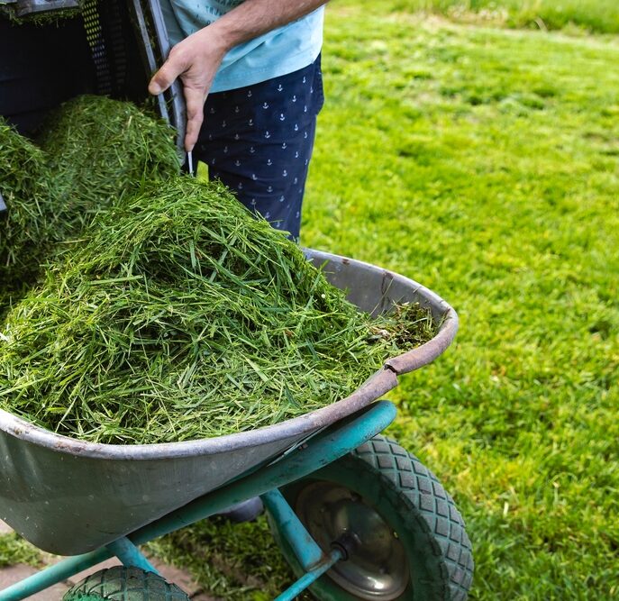 Freshly,Cut,Grass,In,A,Lawn,Mower,Container,On,A