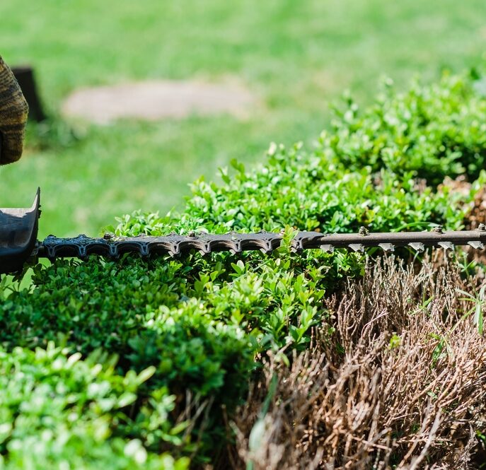 Gardener,Pruning,Branches,Of,Overgrown,Taflan,Plant,With,Electric,Mower.