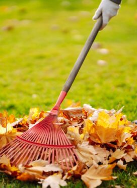 Autumn,Clean,In,Garden,Back,Yard.,Rake,And,Pile,Of