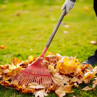 Autumn,Clean,In,Garden,Back,Yard.,Rake,And,Pile,Of
