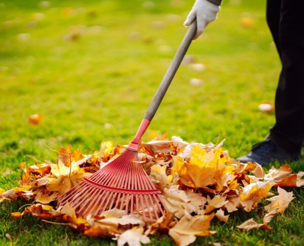 Autumn,Clean,In,Garden,Back,Yard.,Rake,And,Pile,Of