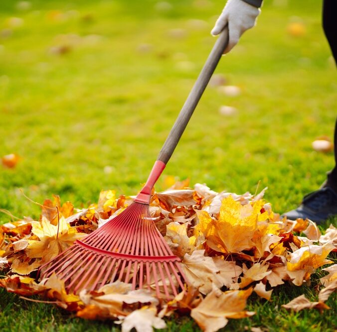 Autumn,Clean,In,Garden,Back,Yard.,Rake,And,Pile,Of