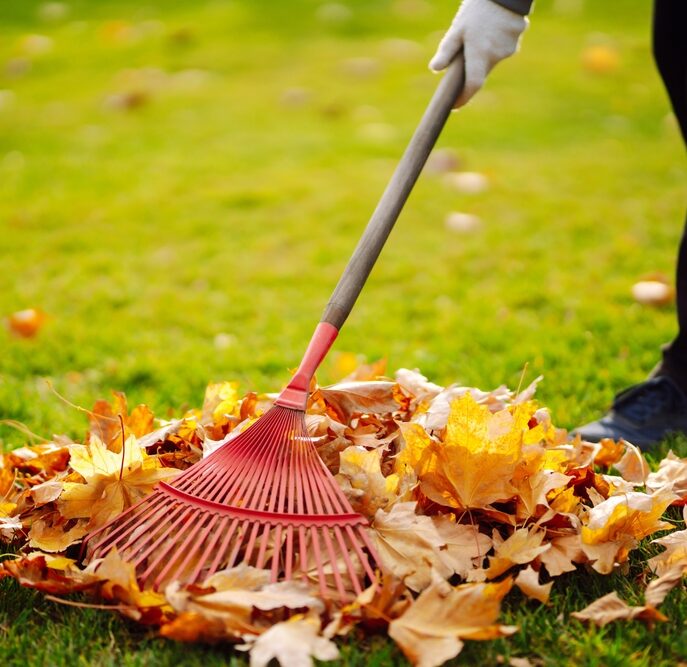 Autumn,Clean,In,Garden,Back,Yard.,Rake,And,Pile,Of