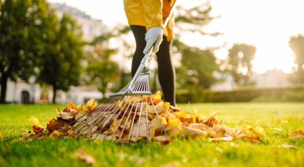 Removal,Of,Leaves,In,The,Autumn,Garden.,Rake,And,Pile