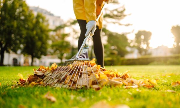 Removal,Of,Leaves,In,The,Autumn,Garden.,Rake,And,Pile