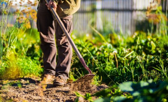 Farmer,Cultivating,Land,In,The,Garden,With,Hand,Tools.,Soil