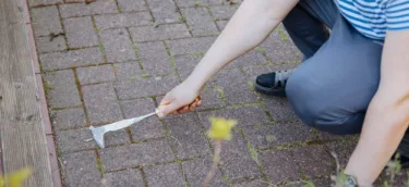 Weed & Moss Removal (2)