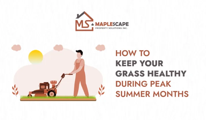 How to Keep Your Grass Healthy During Peak Summer Months - MapleScape Property Solutions Inc