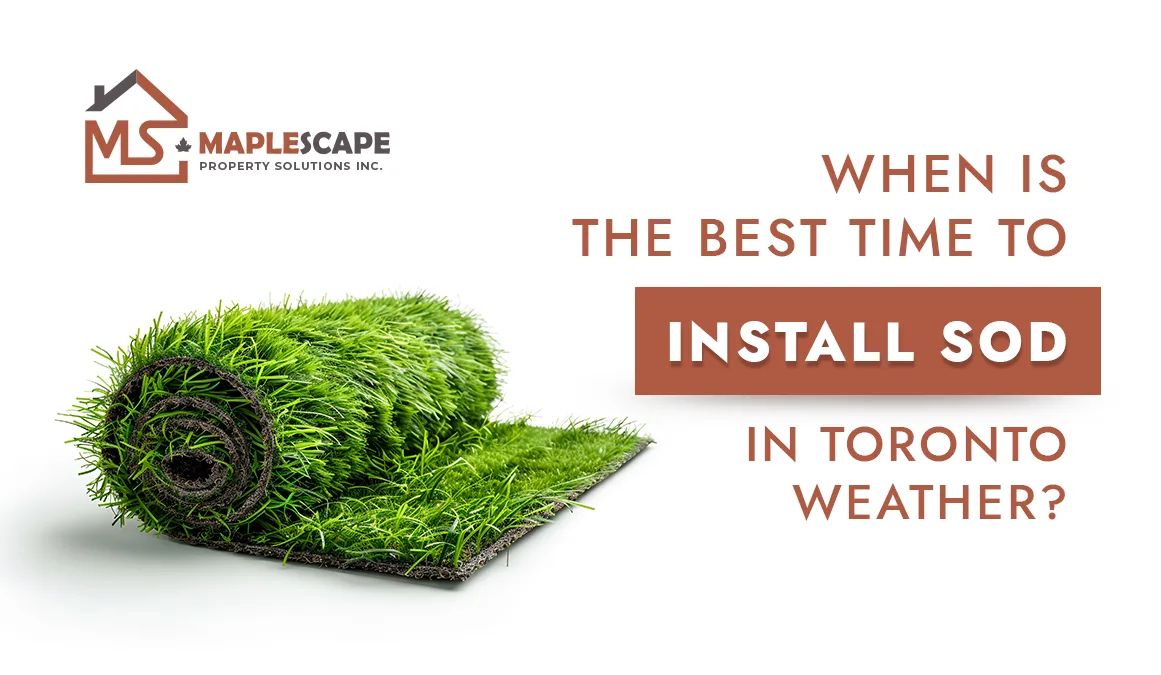 When Is the Best Time to Install Sod in Toronto Weather - MapleScape Property Solutions Inc